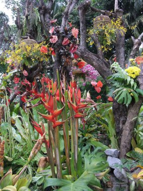 Cennet Kuşu bitkisi