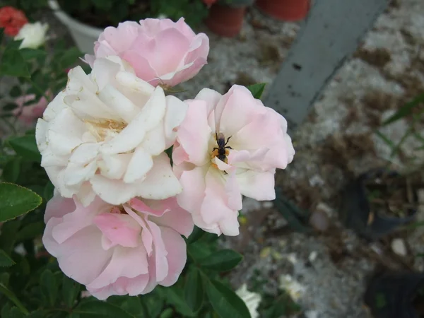 植物園のバラ — ストック写真