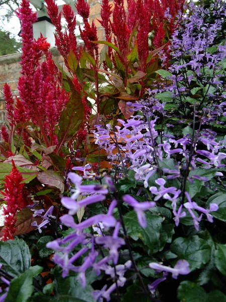 Colorful flower in garden — Stock Photo, Image