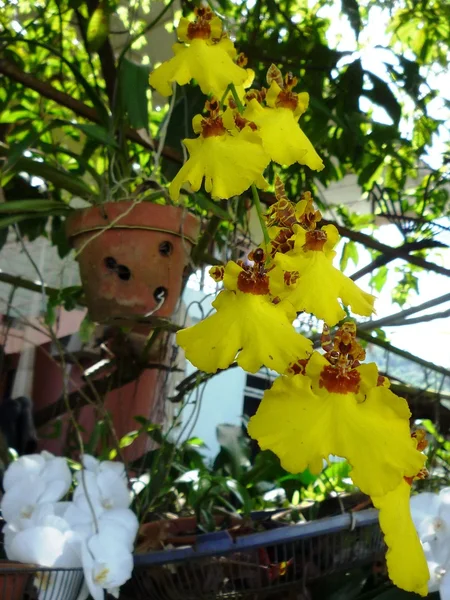 Schöne Orchidee — Stockfoto