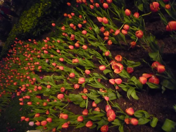 Tulpe im Garten — Stockfoto