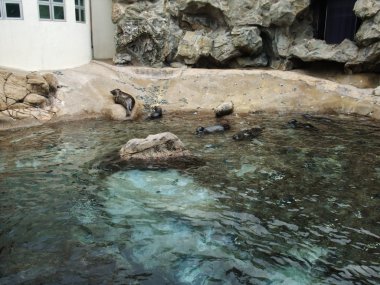 hong Kong Ocean park