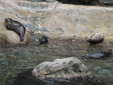 hong Kong Ocean park