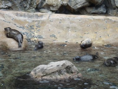 hong Kong Ocean park
