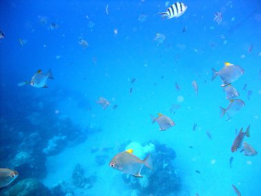 Balıklar su altında