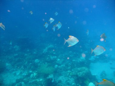 Balıklar su altında