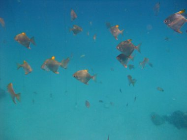 Balıklar su altında