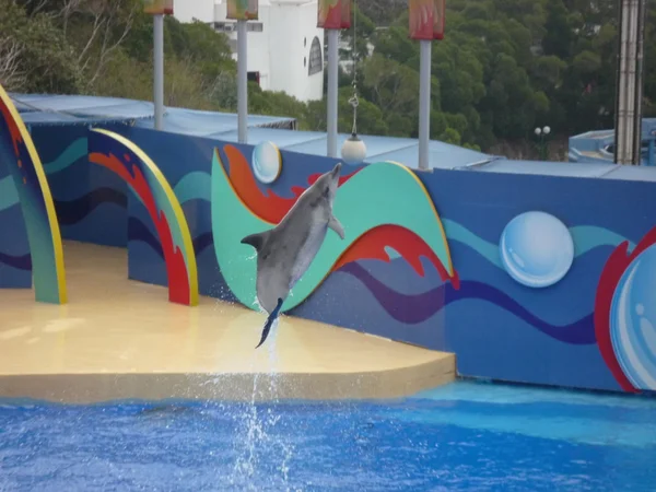 Ocean park in Hong Kong — Stock Photo, Image