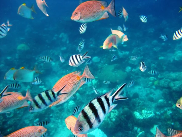 Los peces bajo el agua — Foto de Stock