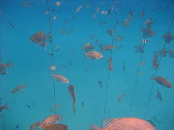 Ryby pod vodou — Stock fotografie
