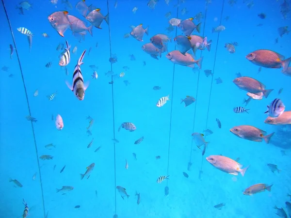 Les poissons sous l'eau — Photo
