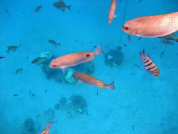 Риб під водою — стокове фото