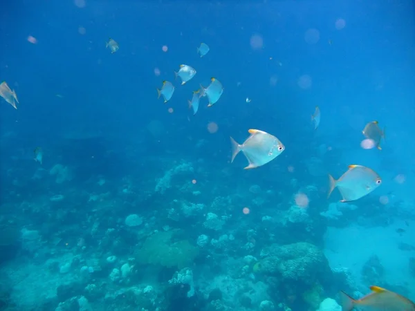 Die Fische unter Wasser — Stockfoto