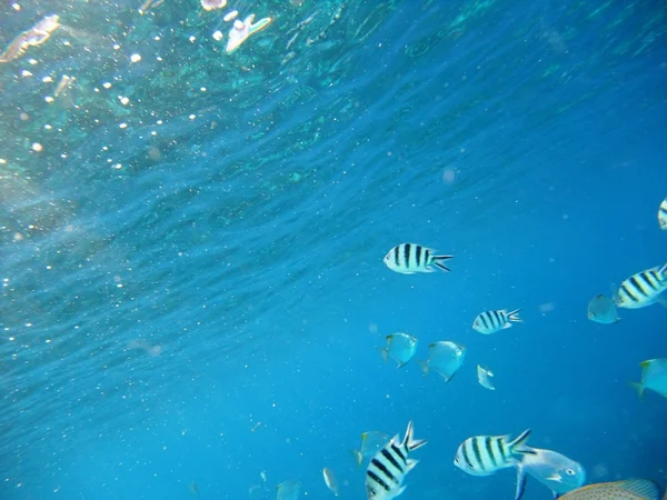 Los peces bajo el agua — Foto de Stock