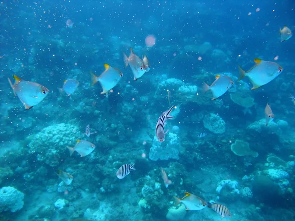 A halak a víz alatti — Stock Fotó