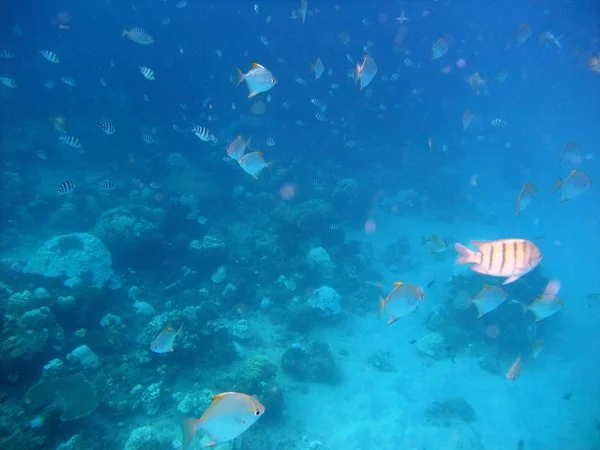 Los peces bajo el agua —  Fotos de Stock