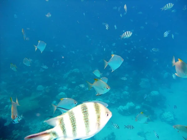 Рыбы под водой — стоковое фото