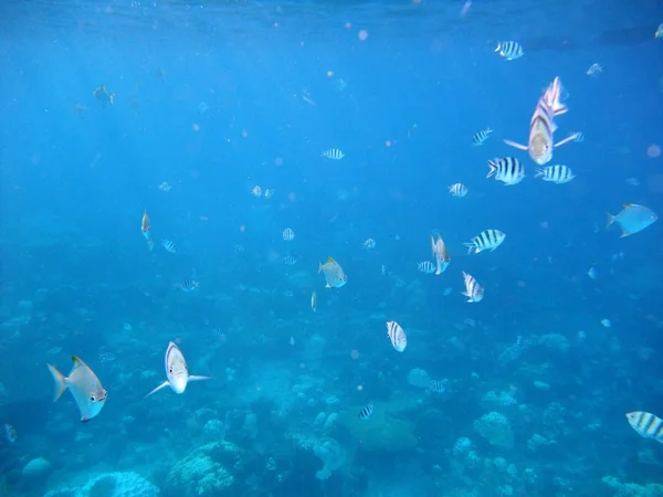 Die Fische unter Wasser — Stockfoto