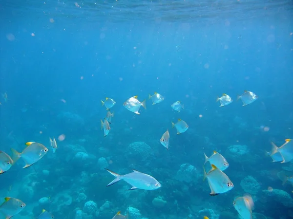 Die Fische unter Wasser — Stockfoto