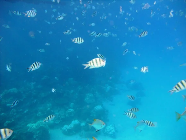 Les poissons sous l'eau — Photo