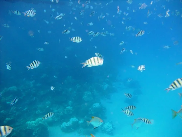 Os Peixes subaquáticos — Fotografia de Stock