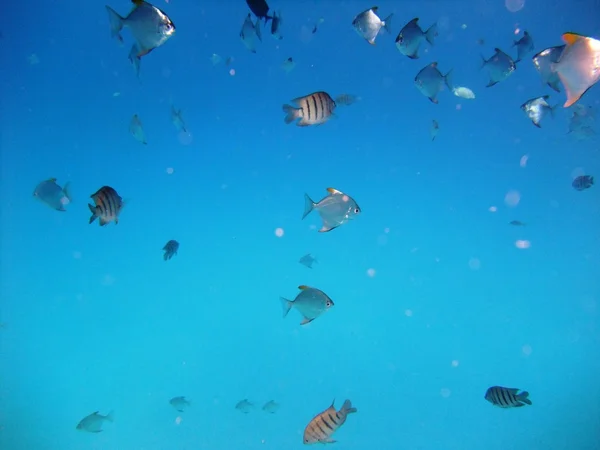 Ryby pod vodou — Stock fotografie
