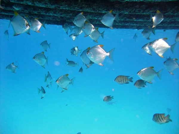 The Fishes underwater — Stock Photo, Image