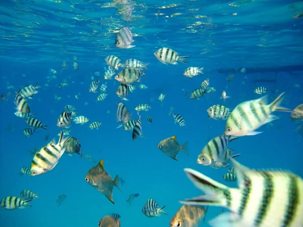 I pesci sott'acqua — Foto Stock
