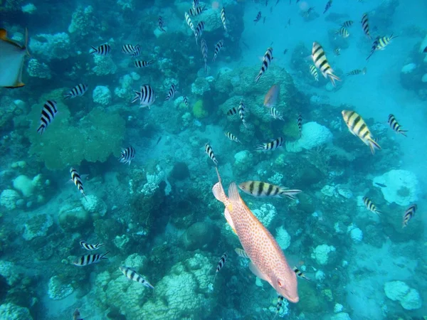 Los peces bajo el agua — Foto de Stock