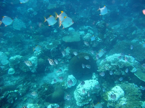 Рыбы под водой — стоковое фото