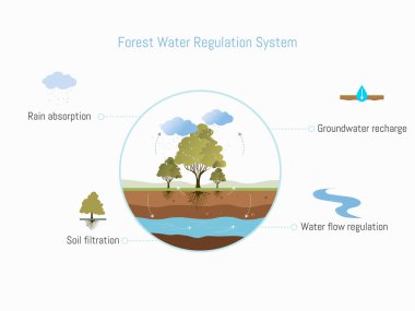 Orman ekosistemlerinin temel çevresel işlevlerini gösteren vektör bilgi toplama, yağmur emilimini, toprak filtrelemesini, yeraltı sularının yeniden yüklenmesini ve akışını düzenleyen