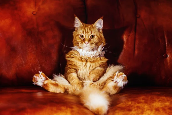 Big fat funny Persian cat is sitting in strange funny pose at so