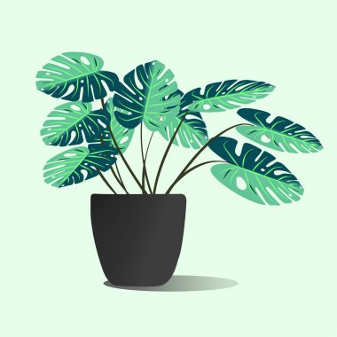 Sliver saksısındaki Anthurium Bitkisi beyaz arka planda izole edildi