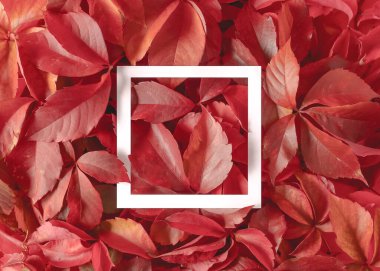 Beyaz kağıt çerçeveli kırmızı sonbahar yapraklarından yapılmış yaratıcı bir düzen. Düz yatıyordu. Doğa konsepti.