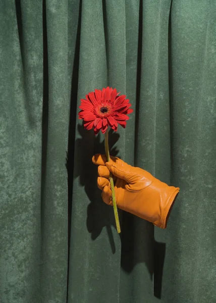 Creative retro composition with ocher glove holding gerbera daisy flower against vintage green plush curtain.