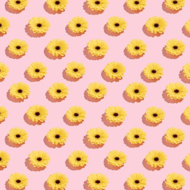 Pastel pembe arka planda sarı papatya çiçeklerinden oluşan güneşli bahar deseni. Kare mahsul.