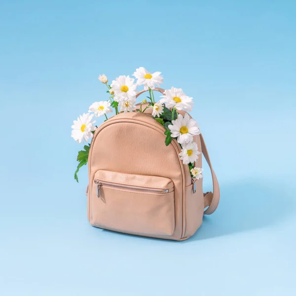 School bag full of white daisy flowers on pastel blue background. Back to school, trendy spring semester concept.