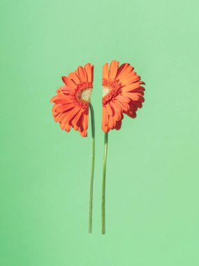 Açık kırmızı papatya çiçekli yaratıcı kompozisyon nane yeşili arka planda ikiye bölünmüş. Asgari doğa fikri. Bahar arkaplanı.