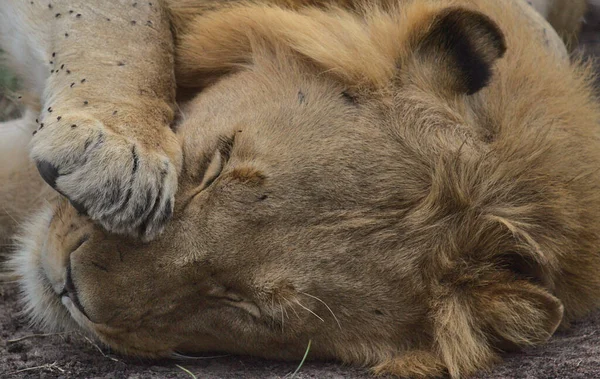 portrait of male lion sleeping with paw on face in masai mara, kenya