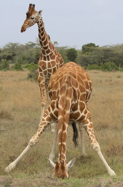 a reticulated giraffe spread legs apart and bends down to take a sip of water while another stands guard behind it in the wild, Kenya