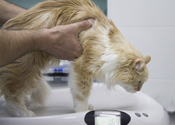 Veterinarian weighing a cat