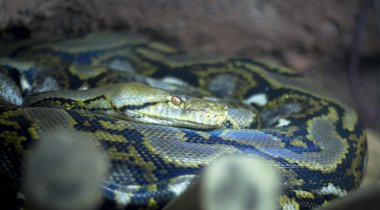 Ametist python. Canlı hayvan