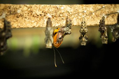 Kelebek yalnız doğuyor. Kimse yok.