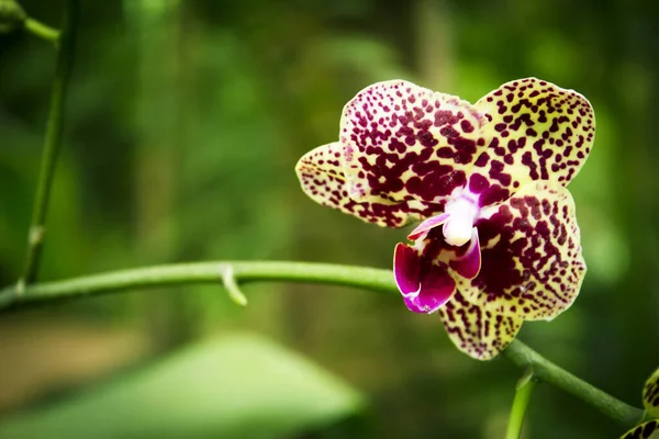 Yellow background orchid with burgundy color. No people