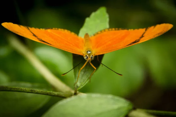 有张开翅膀的橙色蝴蝶 没有人 — 图库照片