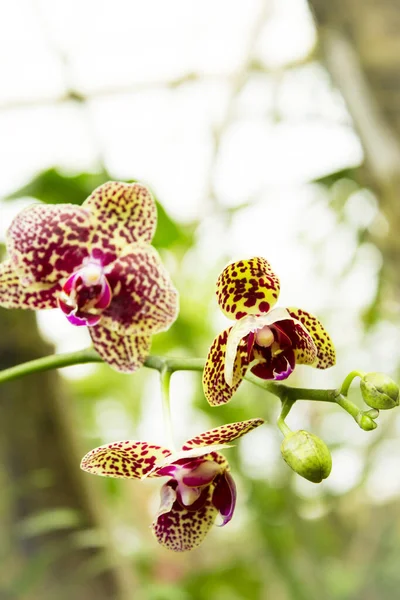 Yellow background orchid with burgundy color. No people