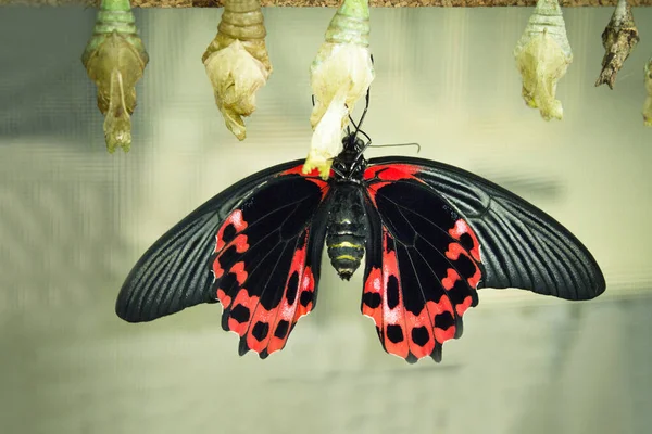 Mariposa Negra Roja Parte Inferior Las Alas Hay Gente — Foto de Stock