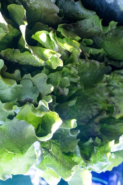 Alface Romaine Inteira Não Lavada Cortada Não Pessoas — Fotografia de Stock