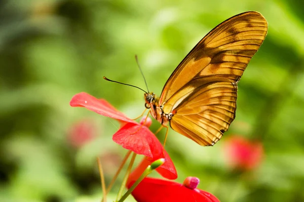 Oranje Bruine Vlinder Rode Bloemen Geen Mensen — Stockfoto