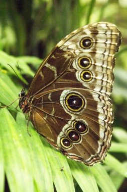 Kapalı kanatlı mavi morpho kelebeği. Kimse yok.